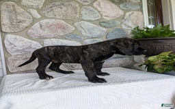 English Mastiff dogs for sale: Bella - Image 13