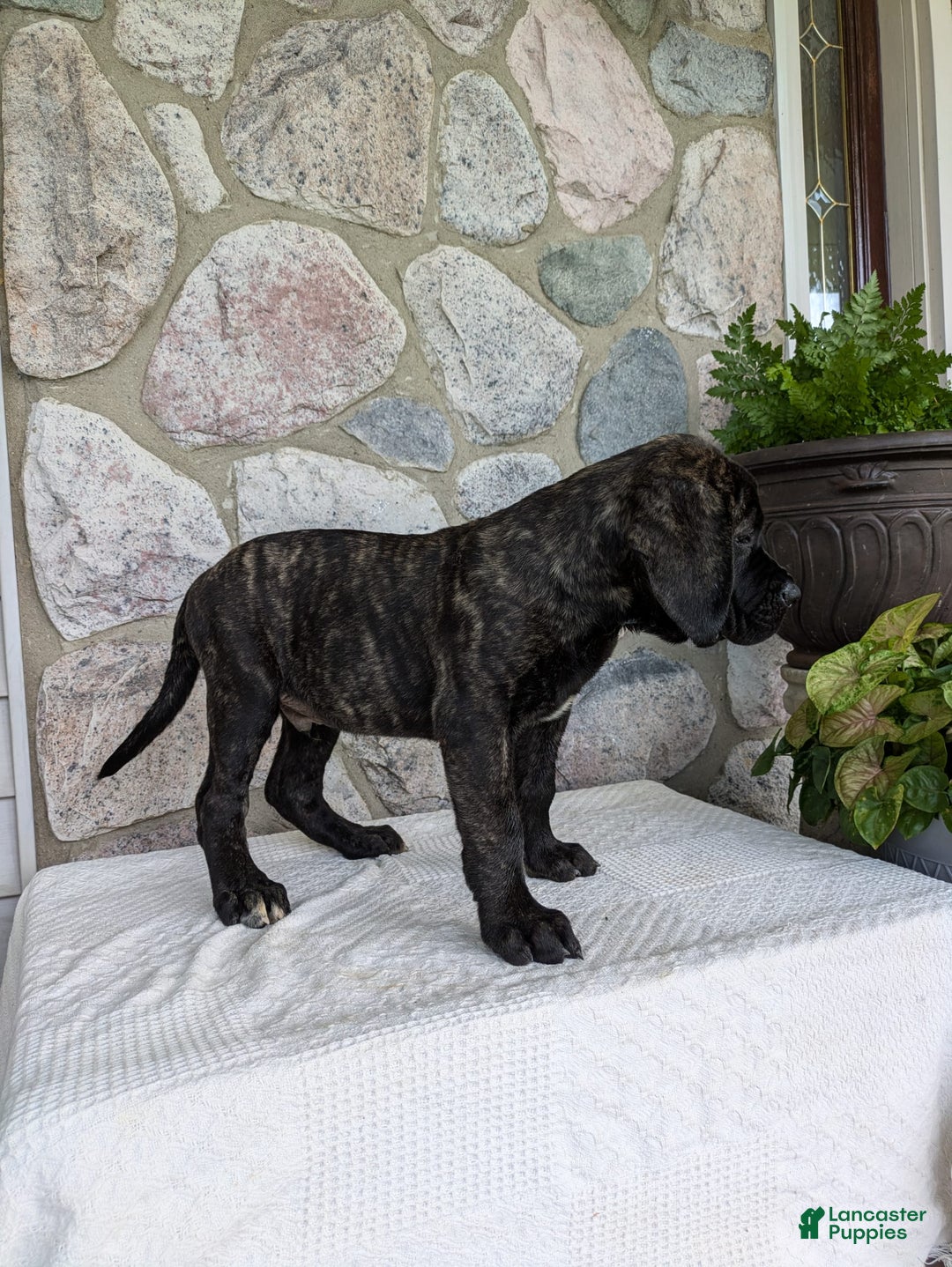 English Mastiff dogs for sale: Bella - Image 13