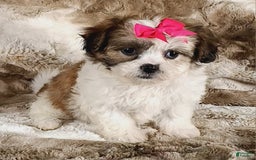 Teddy Bear dogs for sale: Tessa - Image 1