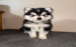 Pomsky dogs for sale: Nugget - Image 4