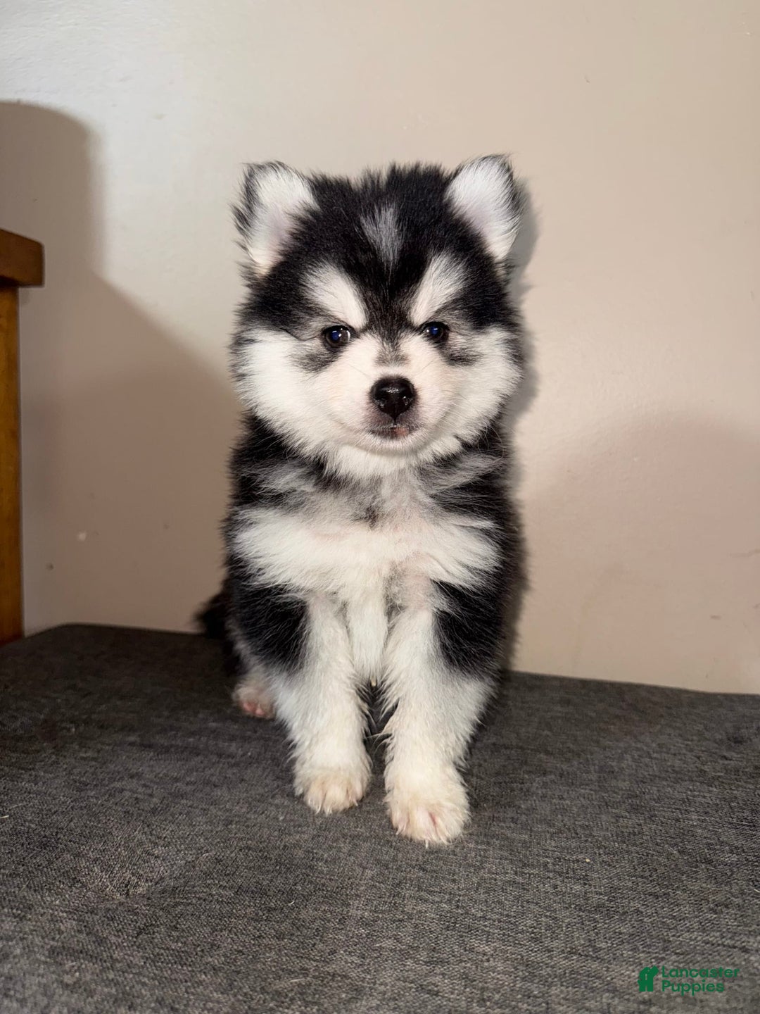Pomsky dogs for sale: Nugget - Image 4