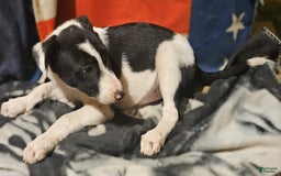 Border Collie dogs for sale: Fasti - Image 26