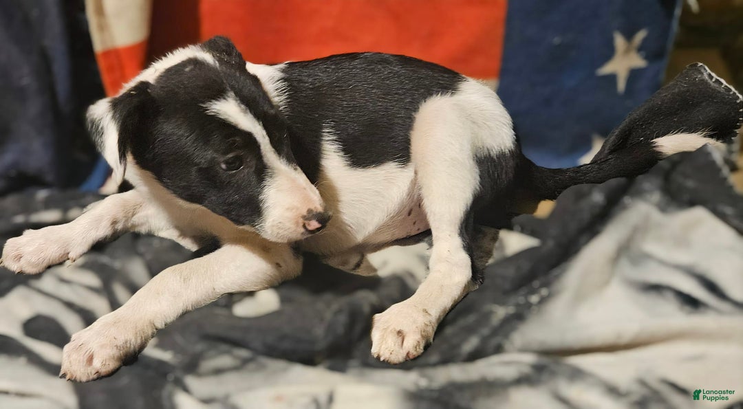Border Collie dogs for sale: Fasti - Image 26