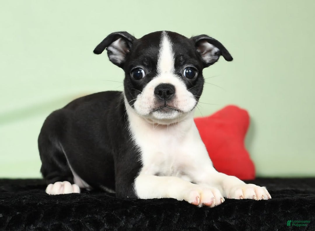 Boston Terrier dogs for sale: Ivy - Image 9