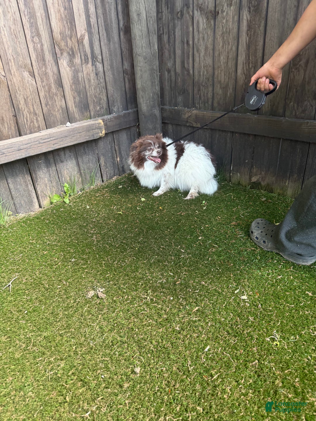 Pomeranian dogs for sale: Allison - Image 15