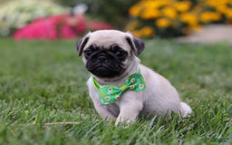 Pug dogs for sale: Ace - Image 2