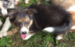 Miniature Australian Shepherd dogs for sale: Sissy - Image 5