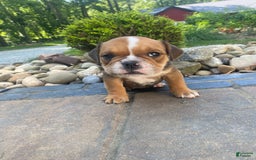 English Bulldog dogs for sale: Danny - Image 7