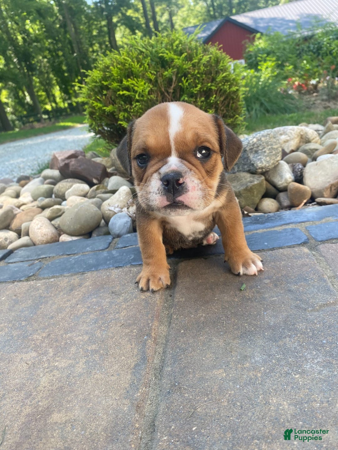 English Bulldog dogs for sale: Danny - Image 7