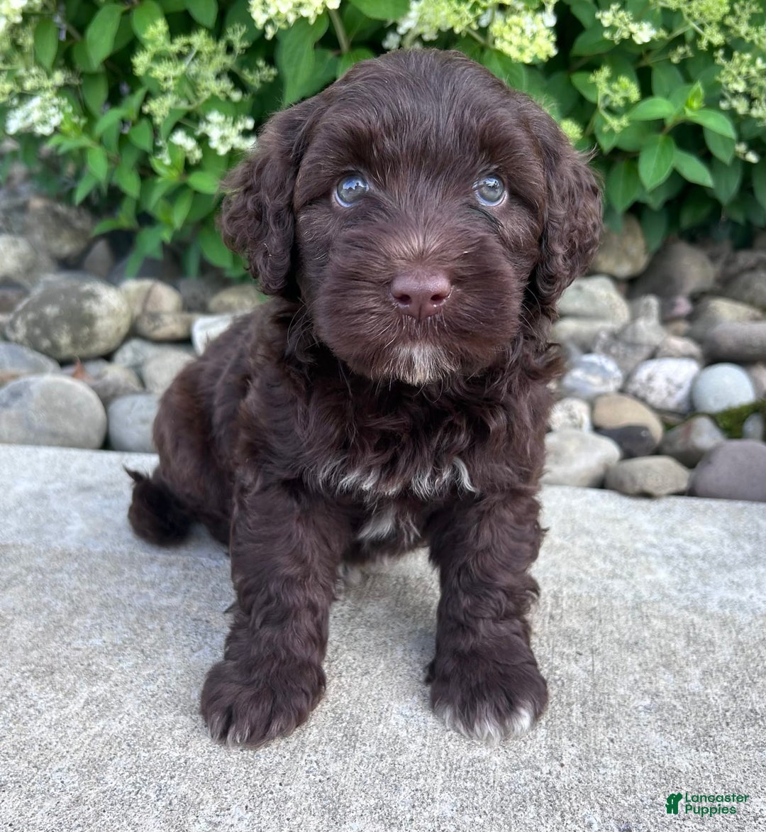 Portuguese Water Dog dogs for sale: Cleo - Image 1