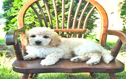 Mini Goldendoodle dogs for sale: Marco - Image 6