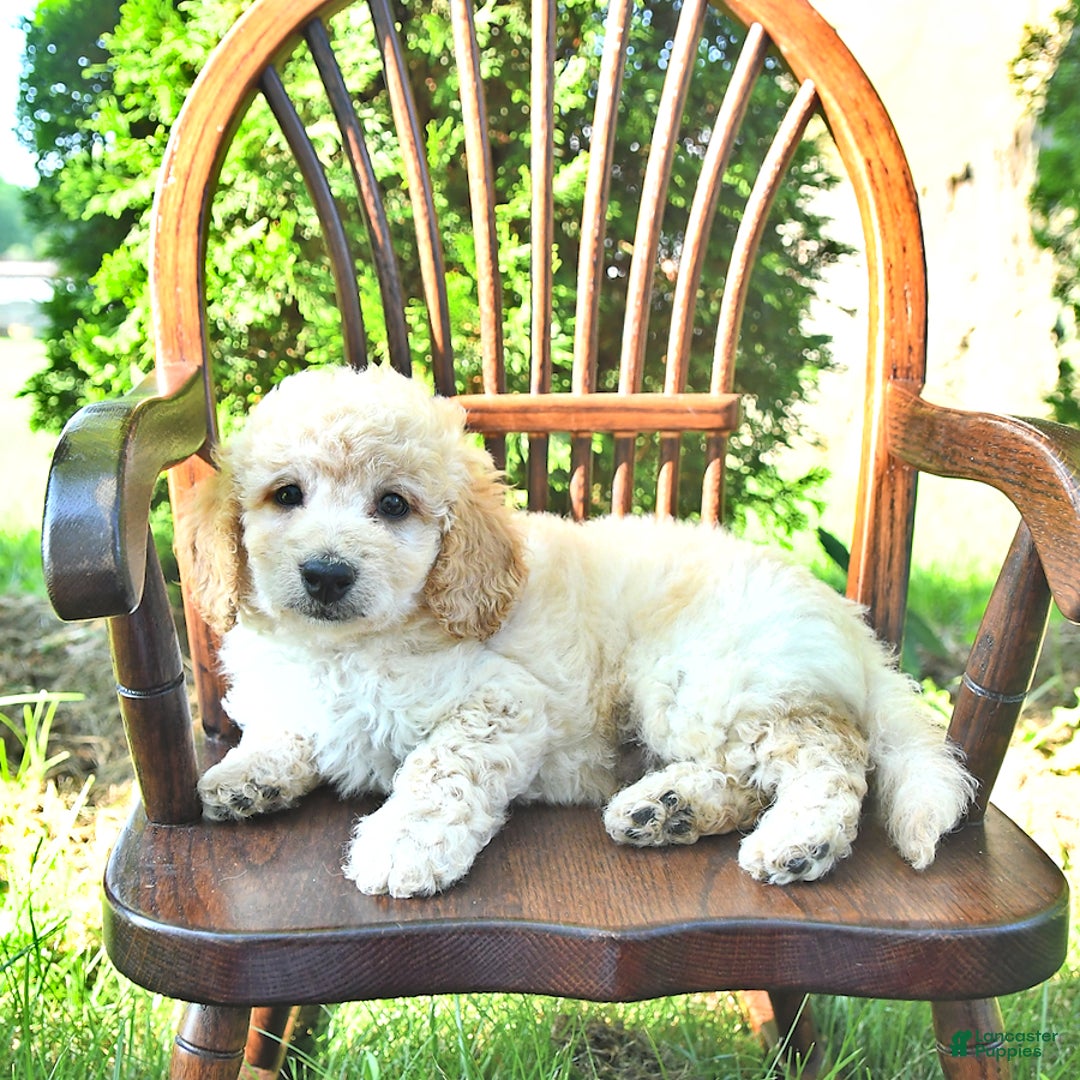 Mini Goldendoodle dogs for sale: Marco - Image 6