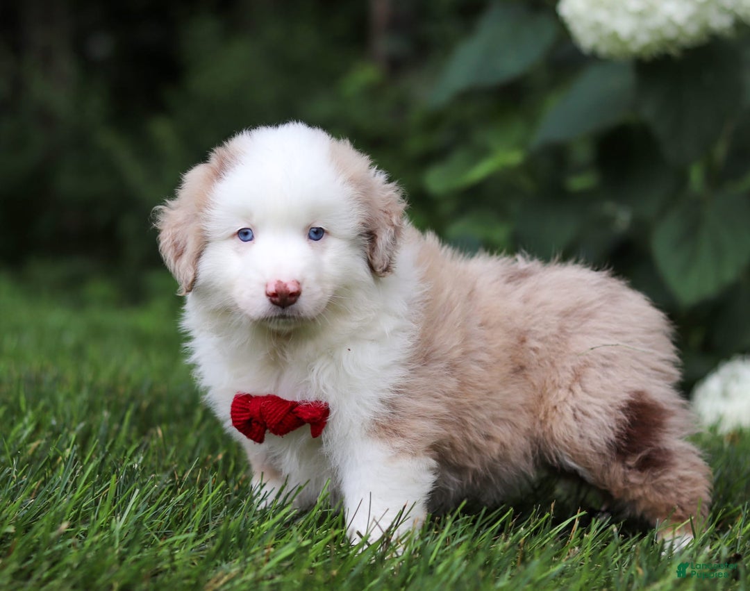 Miniature Australian Shepherd dogs for sale: Rover - Image 3
