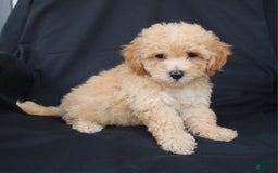 Bichpoo dogs for sale: Boyde - Image 1