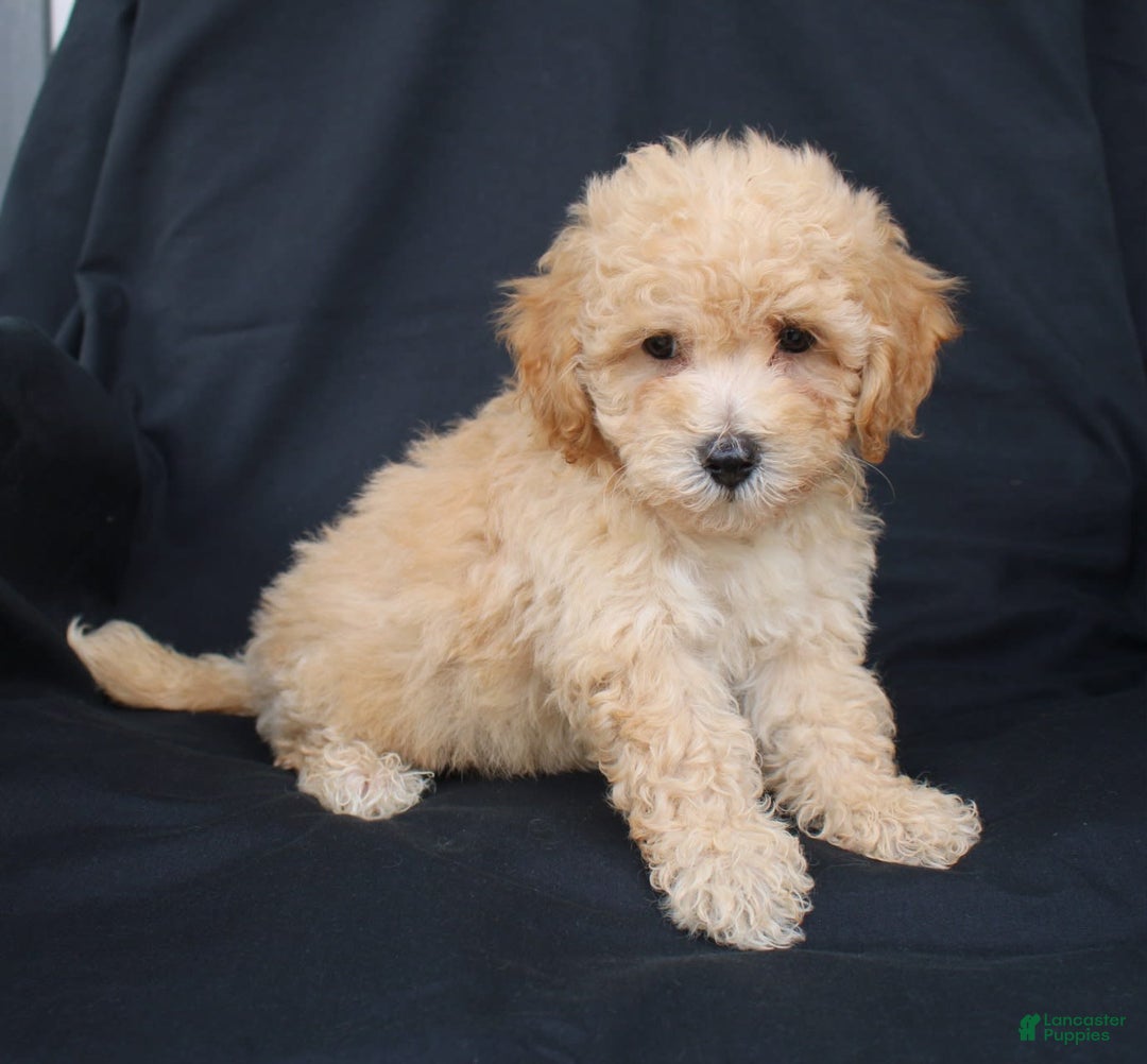 Bichpoo dogs for sale: Boyde - Image 1