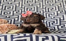 Cockapoo dogs for sale: Charise - Image 1