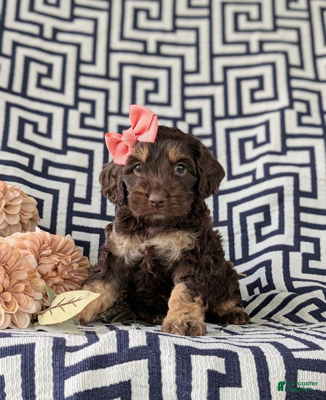 Cockapoo dogs for sale: Charise - Image 1