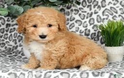 Bichpoo dogs for sale: Nolan - Image 3