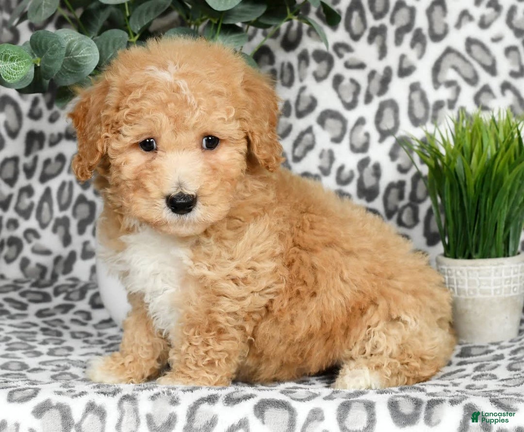 Bichpoo dogs for sale: Nolan - Image 3
