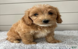  dogs for sale: Mini Goldendoodle 7 puppies - Image 11