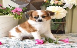 Papillon dogs for sale: Alex - Image 8