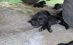 Labrador Retriever dogs for sale: Puppy 6 - Image 1