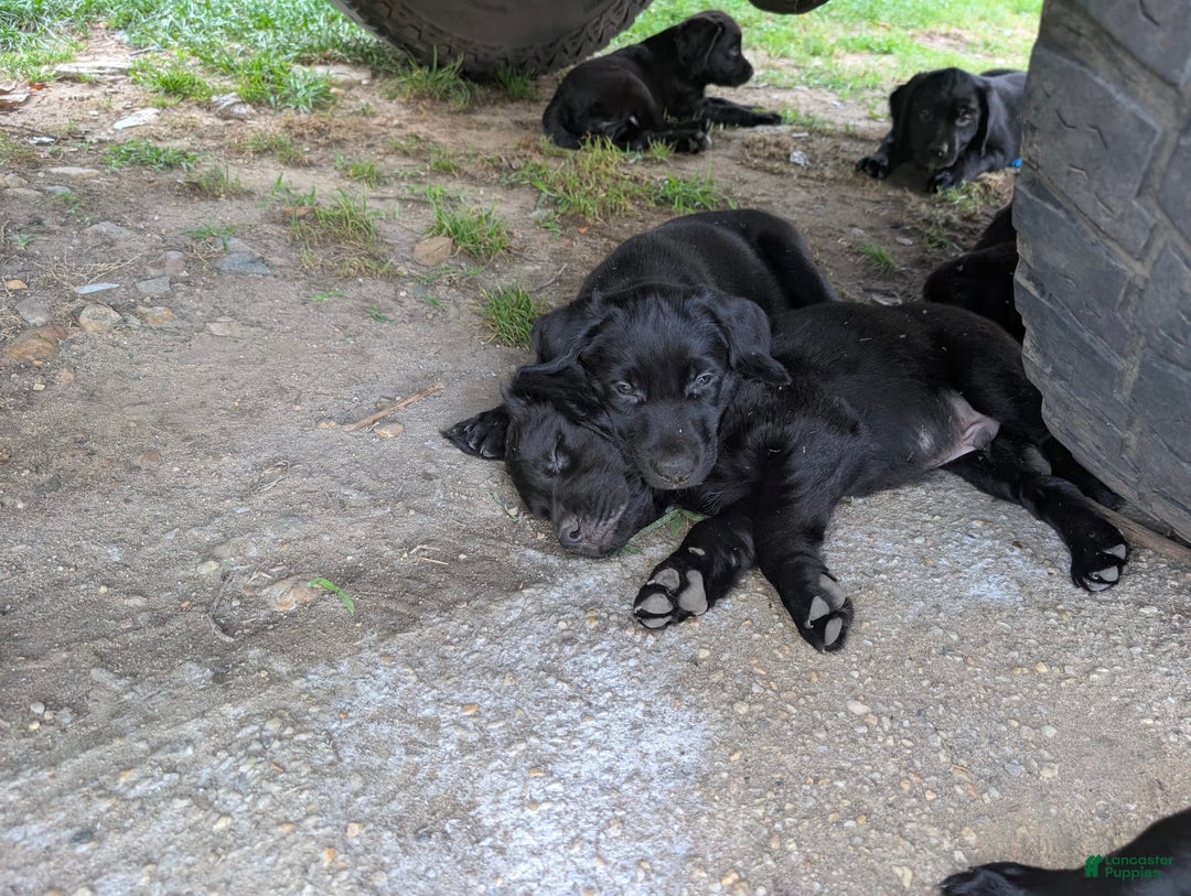 Labrador Retriever dogs for sale: Puppy 6 - Image 1