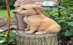 Golden Retriever dogs for sale: Sophie - Image 4