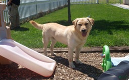 Labrador Retriever dogs for sale: Goldie - Image 3
