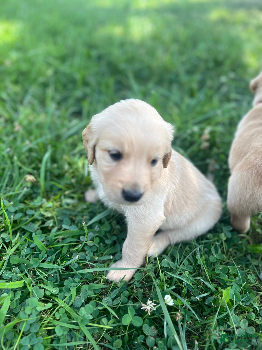 Golden Retriever dogs for sale: Orange - Image 2