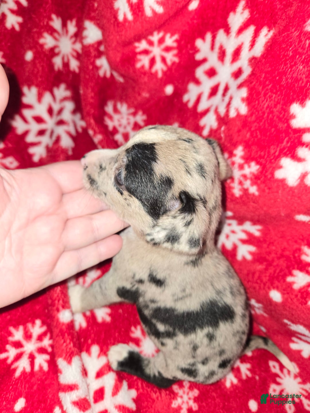 Chihuahua dogs for sale: Merle Girl 1 Blue eyes - Image 3