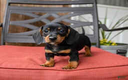 Miniature Dachshund dogs for sale: Boomer - Image 3