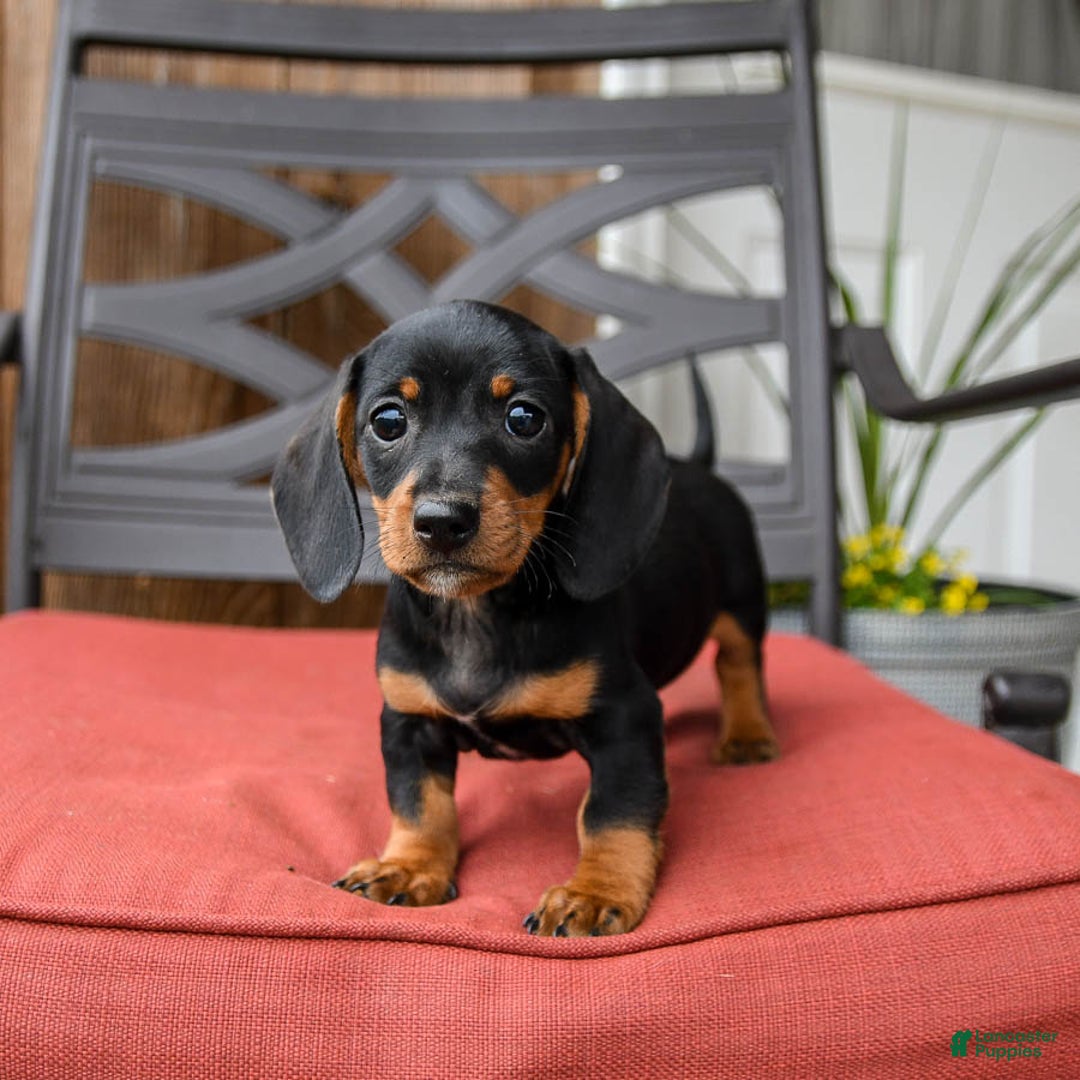 Miniature Dachshund dogs for sale: Boomer - Image 3