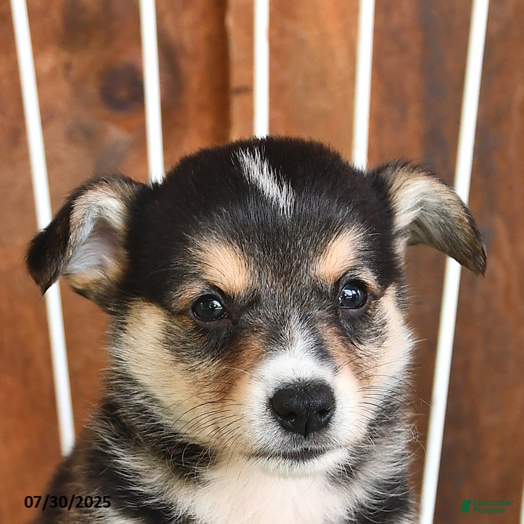 Welsh Corgi Pembroke dogs for sale: Sunny - Image 2