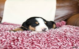 Greater Swiss Mountain Dog dogs for sale: Georgia - Image 12