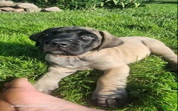 English Mastiff dogs for sale: Pinky - Image 20