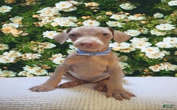 Doberman Pinscher dogs for sale: George - Image 3