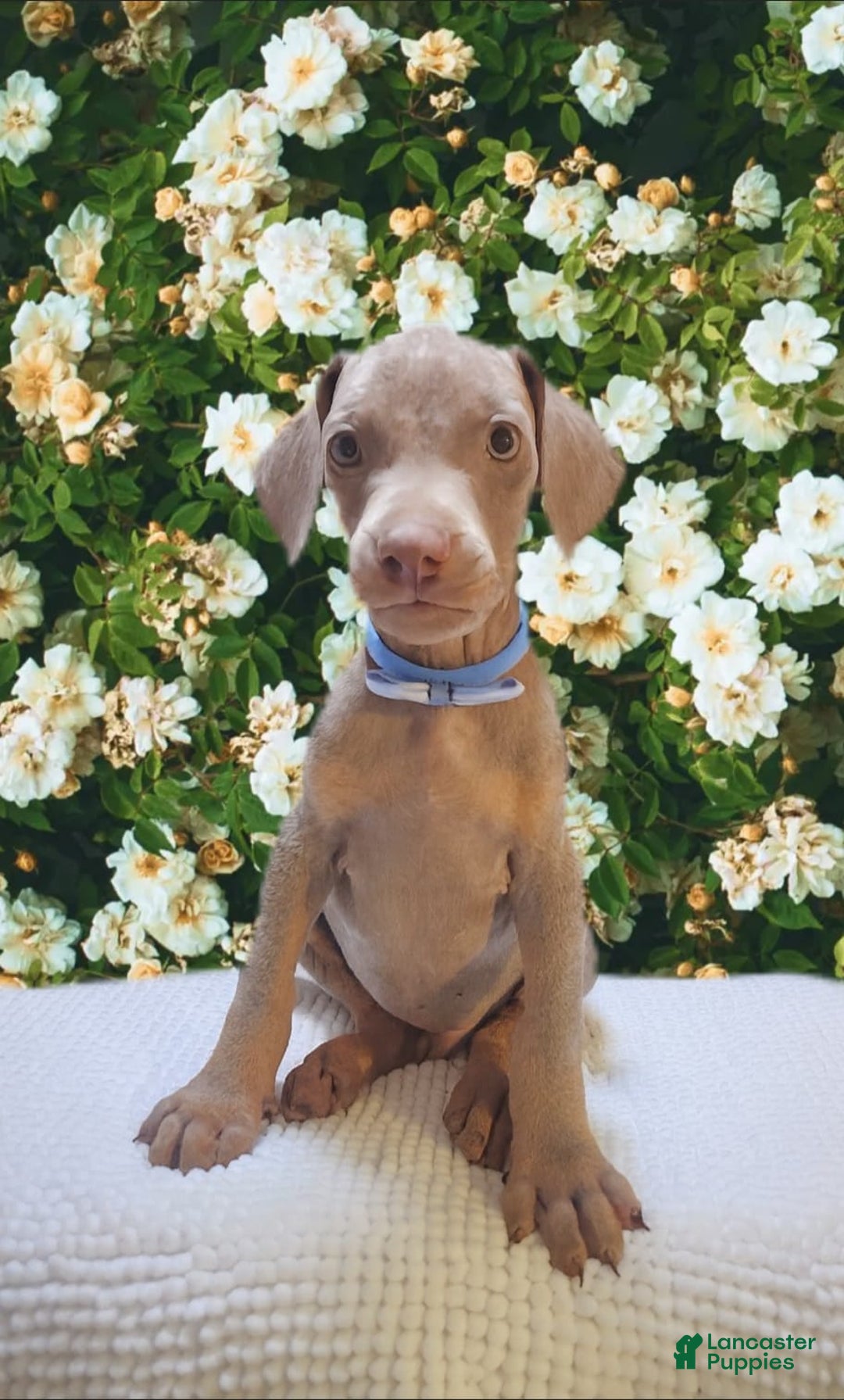 Doberman Pinscher dogs for sale: George - Image 3
