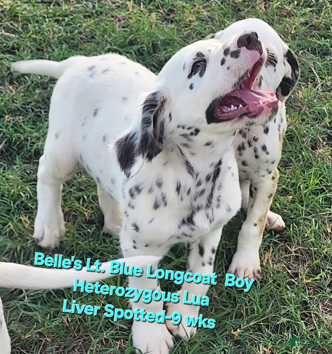 Dalmatian dogs for sale: Belles Lt. Blue Lua Longcoat Liver Spotted Boy - Image 1