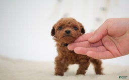 Toy Poodle dogs for sale: Brain - Image 1