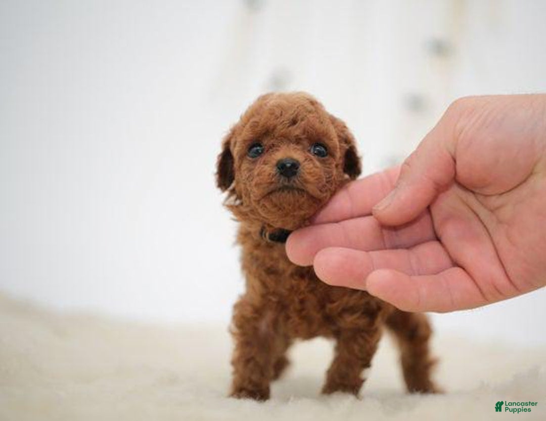 Toy Poodle dogs for sale: Brain - Image 1