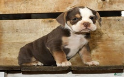 Beabull dogs for sale: Sandy - Image 7
