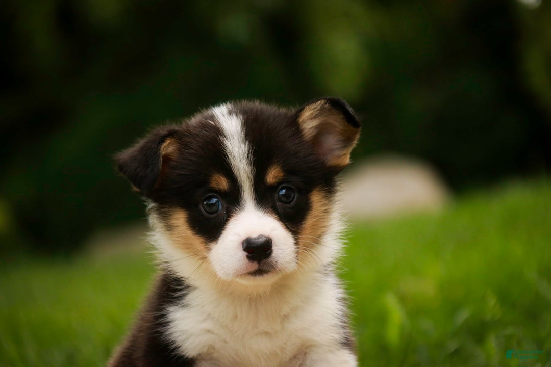 Welsh Corgi Pembroke dogs for sale: Mousse - Image 8