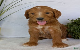 Goldendoodle dogs for sale: Daisy - Image 8