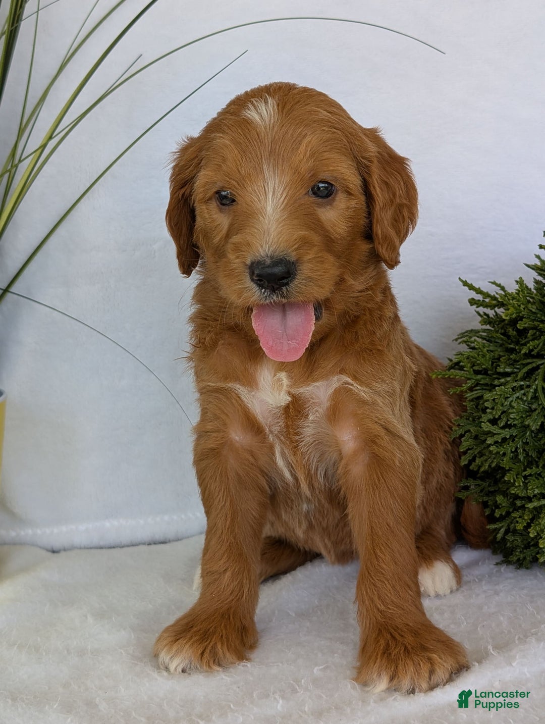 Goldendoodle dogs for sale: Daisy - Image 8