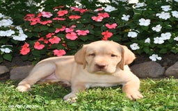 Labrador Retriever dogs for sale: Sparky - Image 5