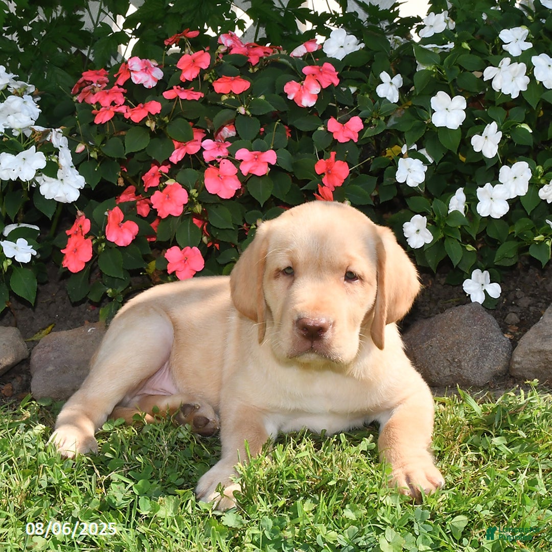 Labrador Retriever dogs for sale: Sparky - Image 5