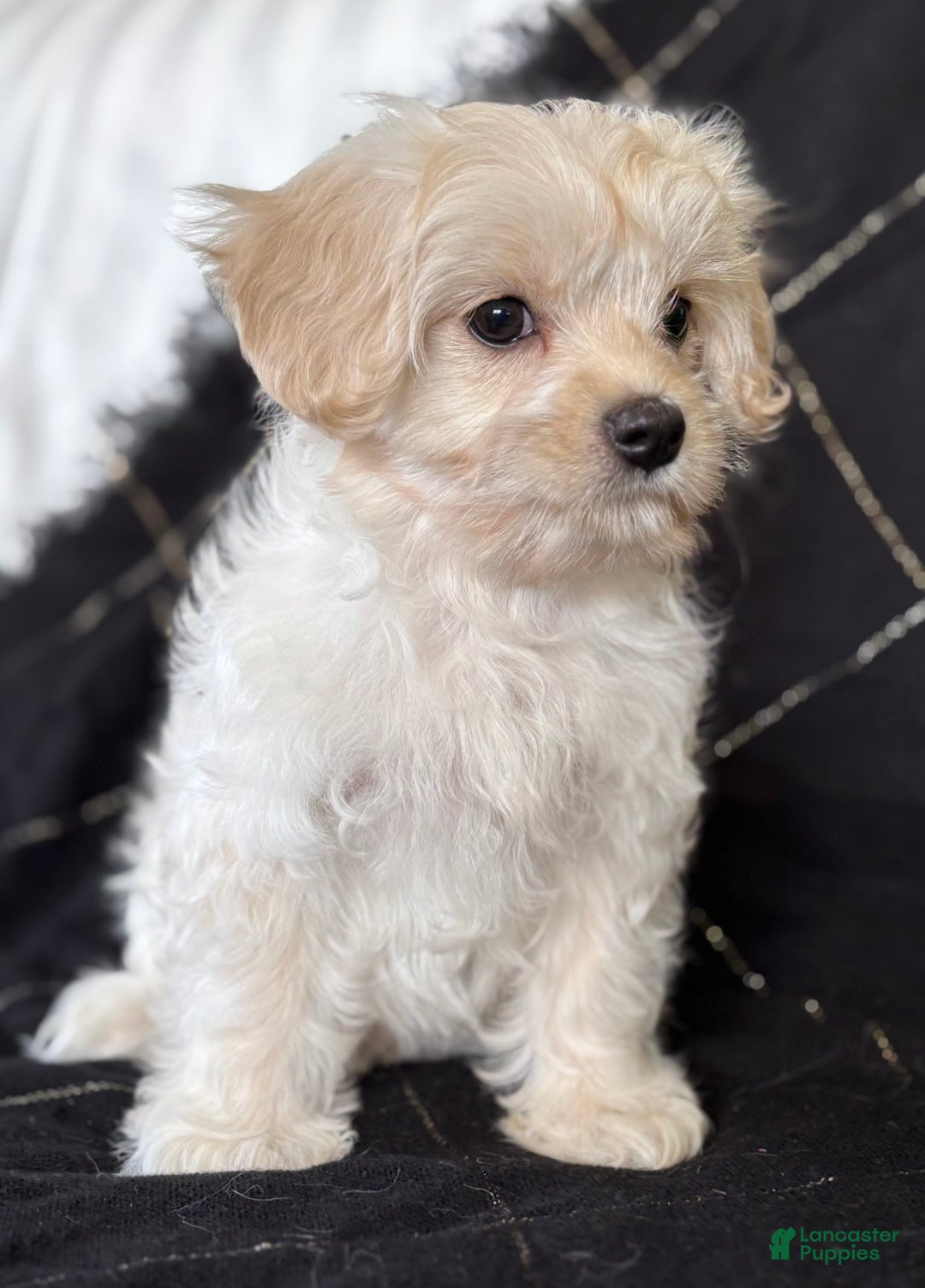 Maltese dogs for sale: EMMY LOU - Image 7