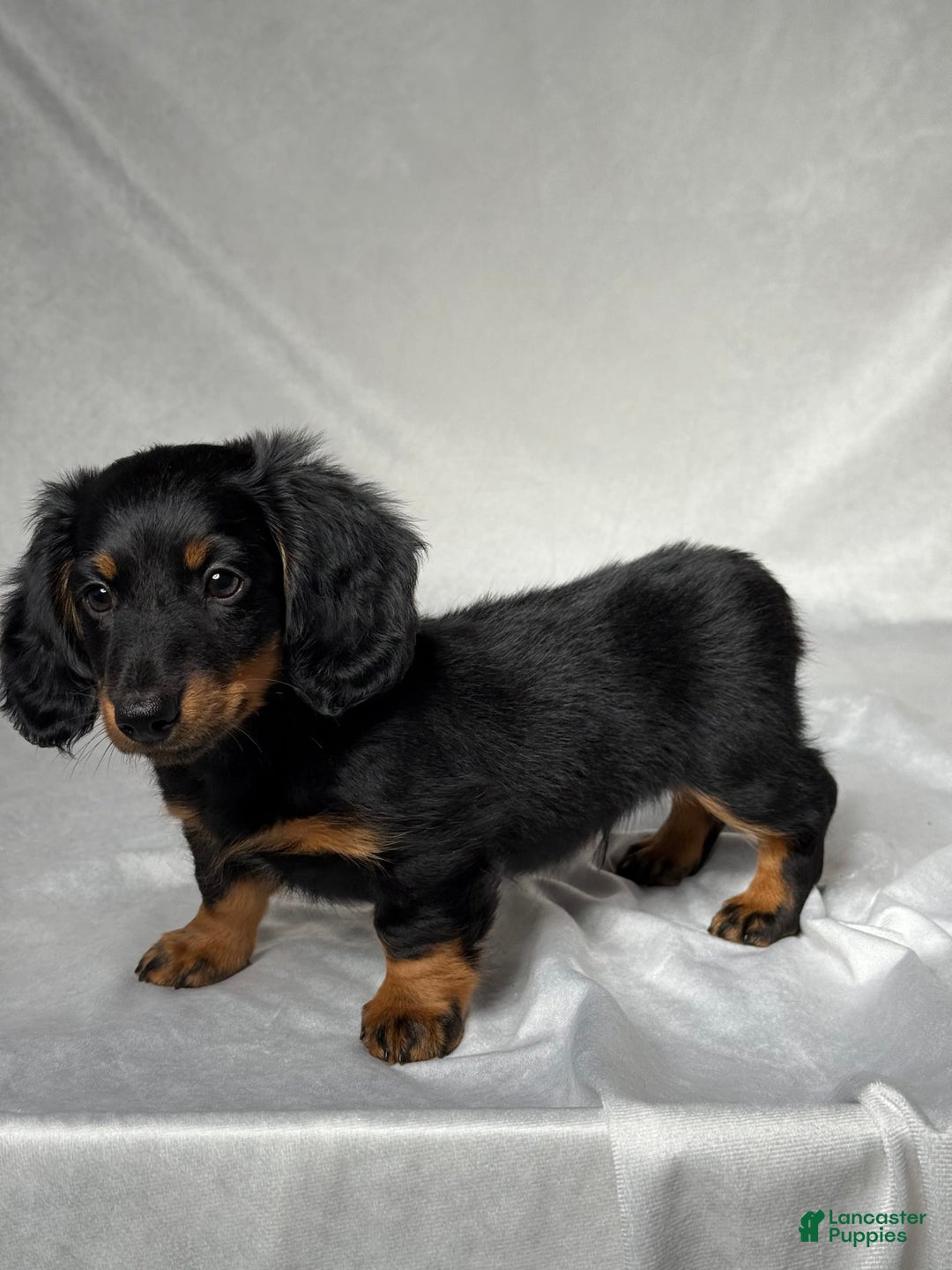 Miniature Dachshund dogs for sale: Miniature Dachshund 2 puppies - Image 2