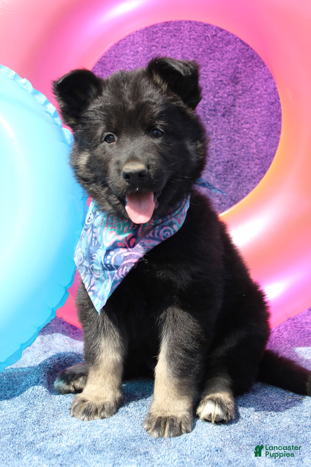 Gerberian Shepsky dogs for sale: Pink - Image 1